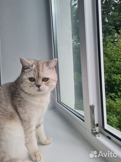 Шотландский кот вязка