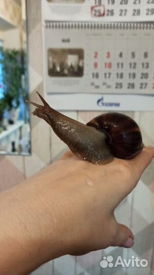 Улитки ахатины бесплатно