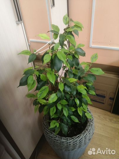 Комнатные цветы