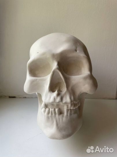 Череп анатомический