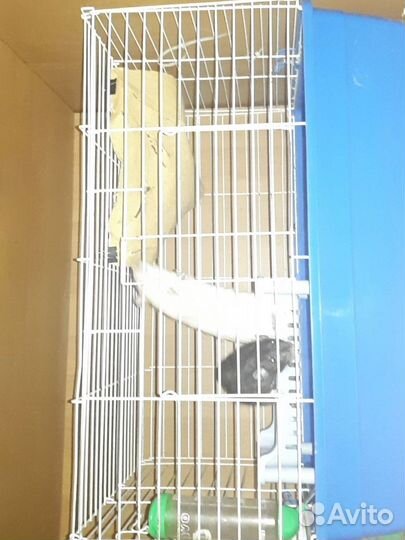 Клетка с крысами