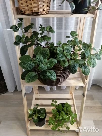 Большие комнатные растения