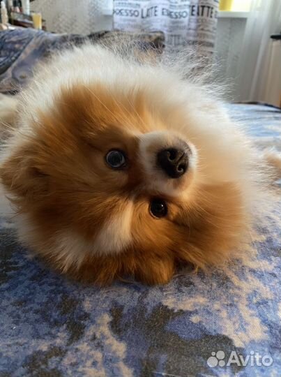 Зооняня, передержка животных