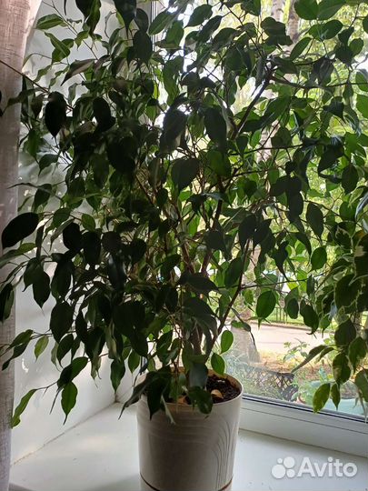 Фикусы бенджамина