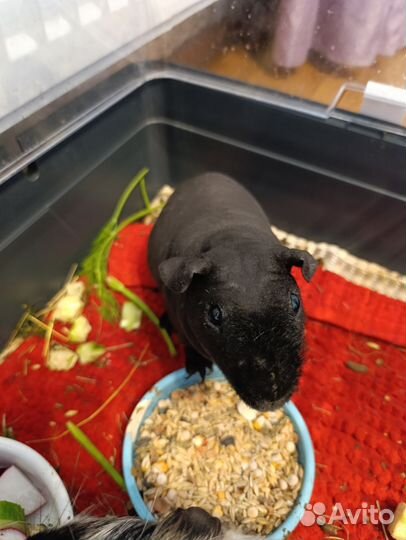 Морские свинки, скинни