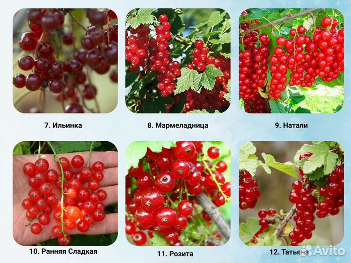 Саженцы Смородины, Смородина