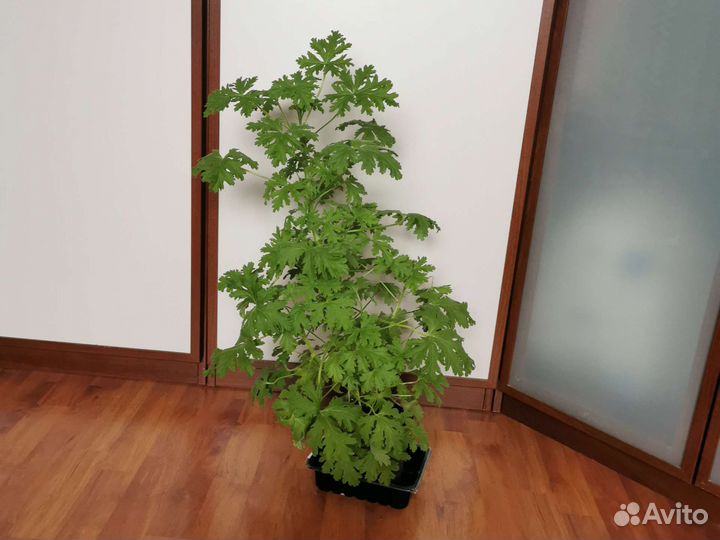 Пеларгония герань душистая