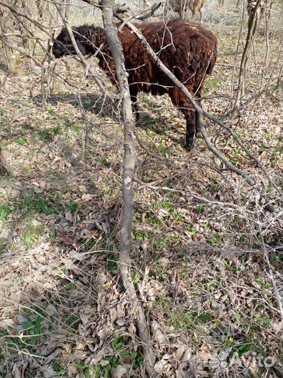 Овцы бараны