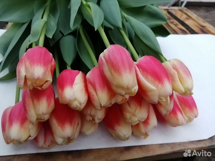 Тюльпаны к сезону 2024г. Бронь, ассорт сортов