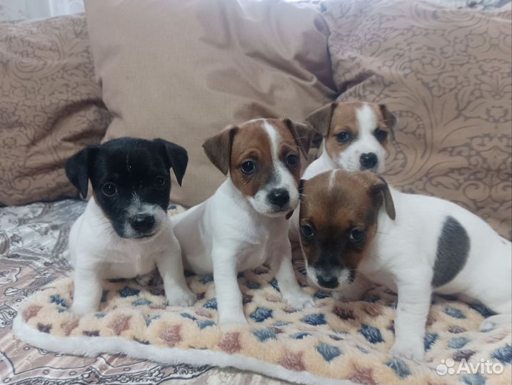 Продаются щенки