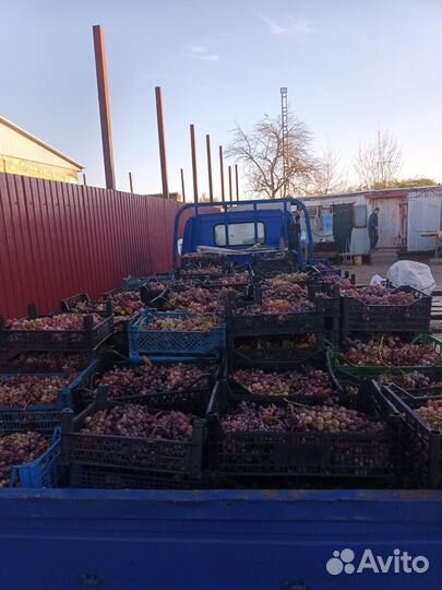 Виноград 30руб.кг