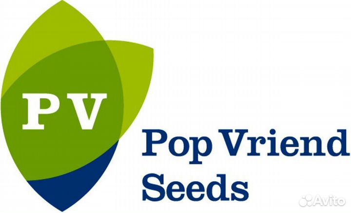 Семена фасоли Алонсо F1/Сонеста F1/Балтимор F1