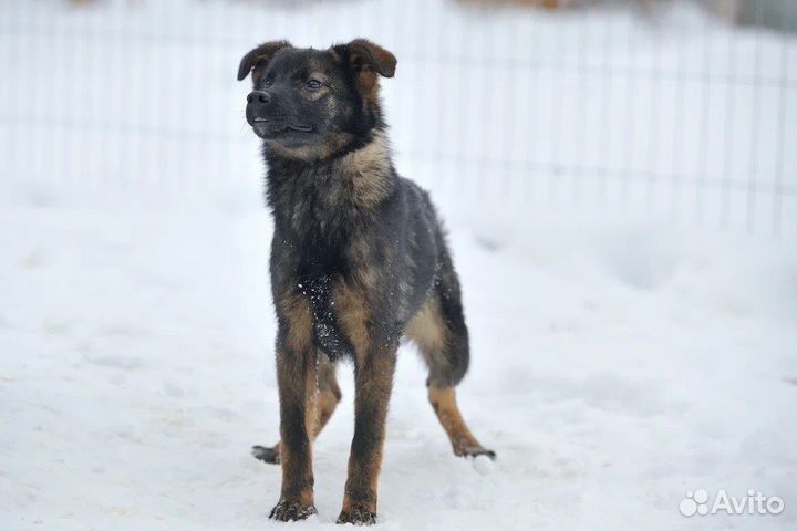 Щенуля в добрые руки