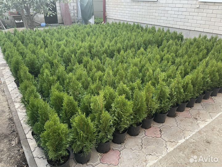 Туя западная смарагд