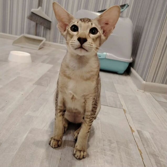 Ориентальный котёнок