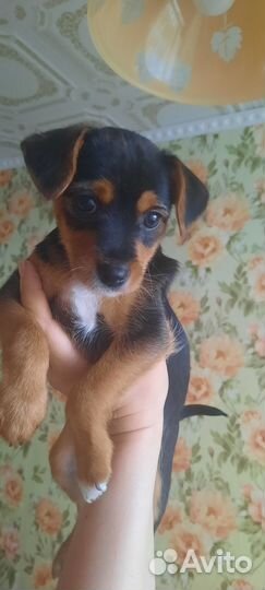 Милые щенки