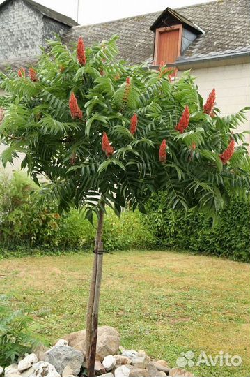 Растения для сада