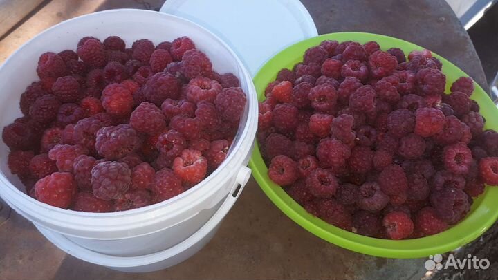 Ремонтантная малина