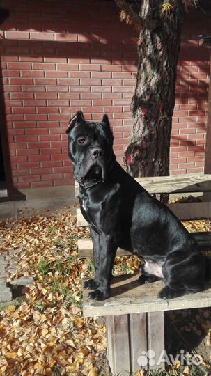 Предлагаю для вязки