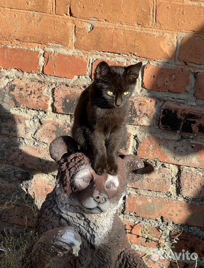 Котята в добрые руки, бесплатно