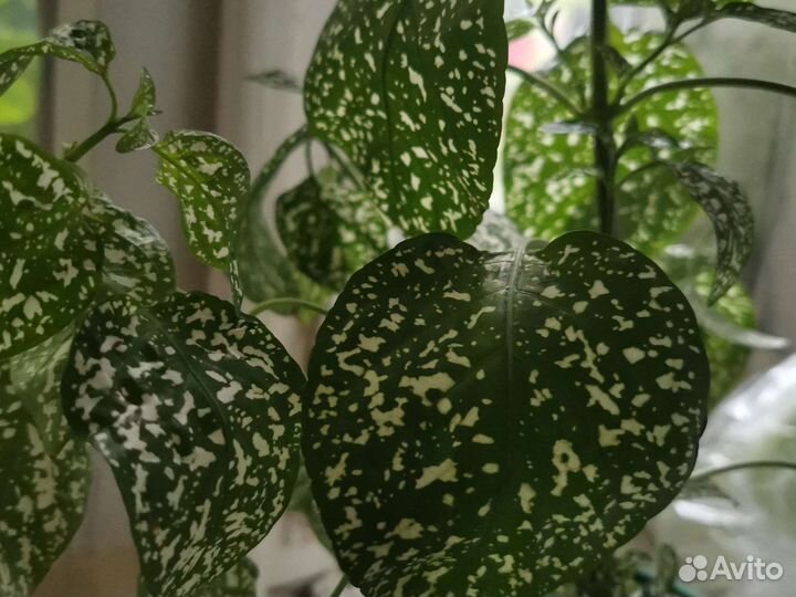 Гипоэстес зелёный