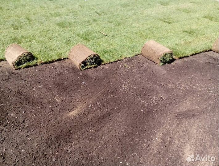 Газон от производителя