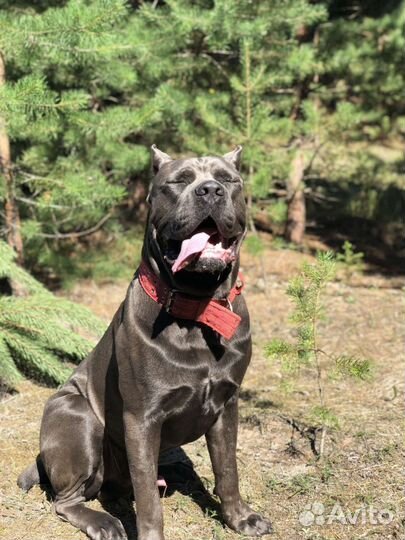 Кане Корсо вязка