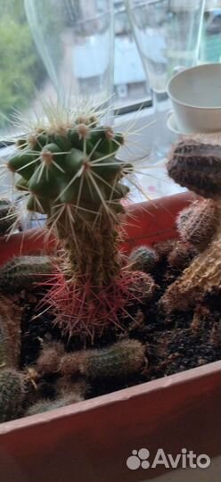 Кактусы разные