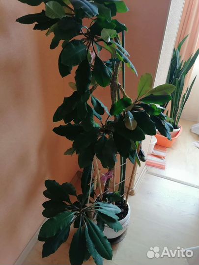 Молочай кипарисовый