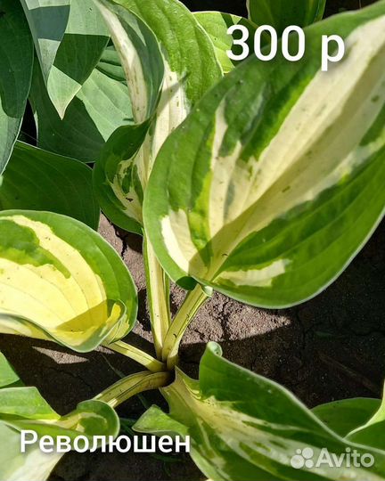 Многолетние цветы