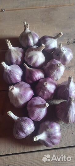 Чеснок