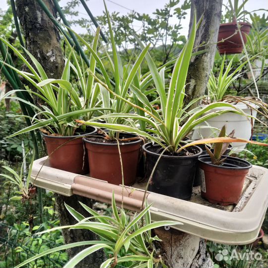 Хлорофитум