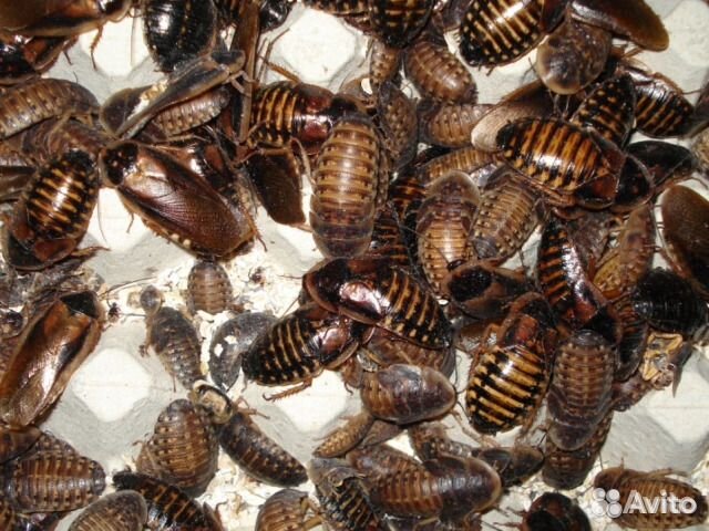 Кормовые насекомые