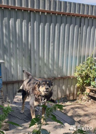 Молодой охранник