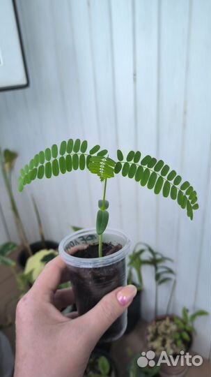 Делоникс королевский, Джетфрут, и многое другое