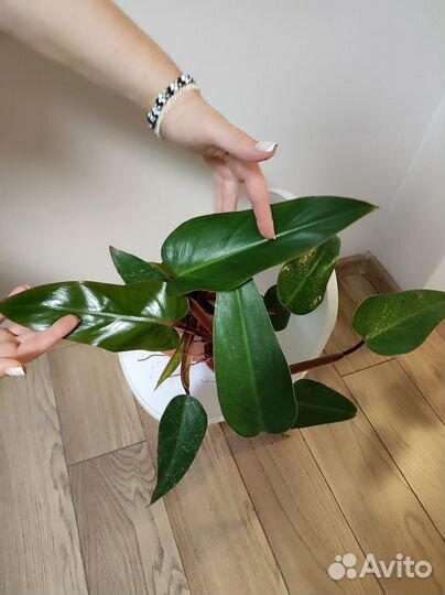 Комнатные растения