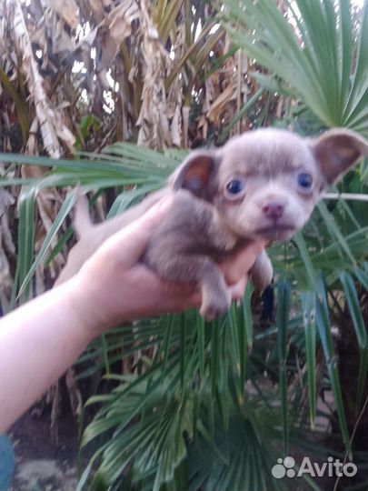 Щенки чихуахуа