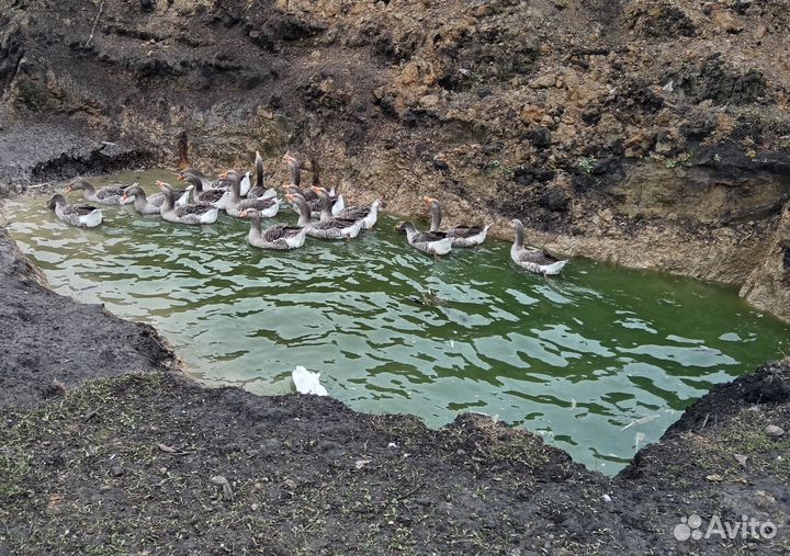 Гуси уральские серые