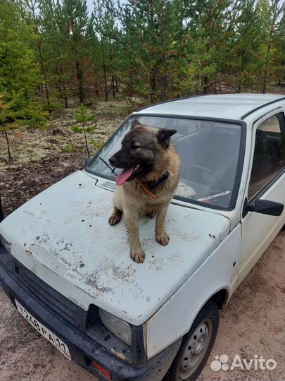 Вязка кобель Норвежский серый элкхунд