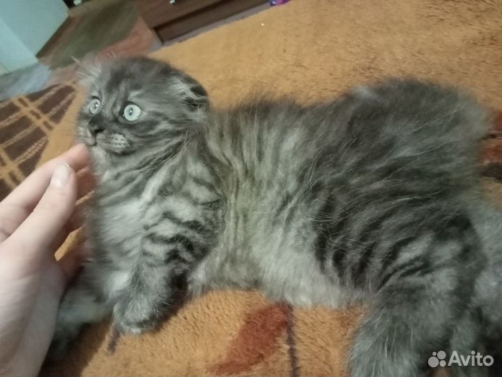 Котята в добрые руки бесплатно