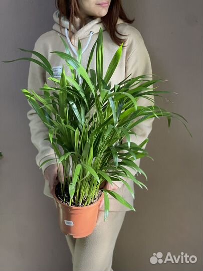 Хризалидокарпус d17