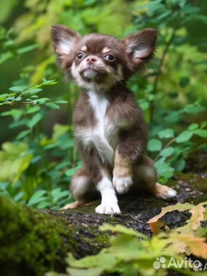 Красавчик Чихуахуа