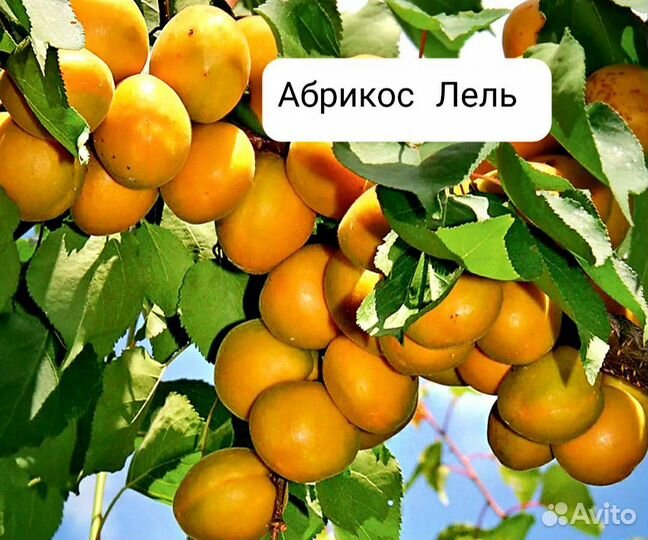 Абрикос,саженцы