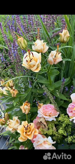 Многолетние садовые растения