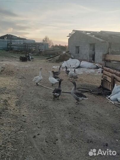 Продам гусей