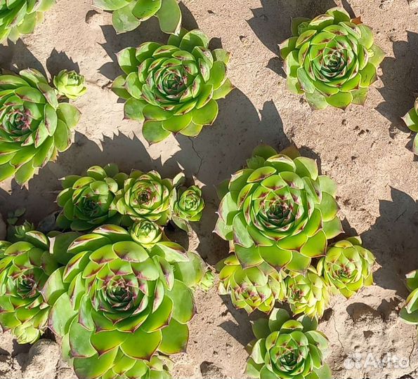 Суккуленты Каменная роза