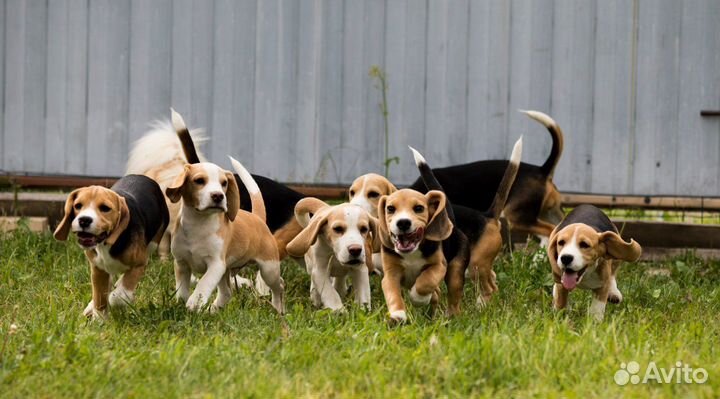 Щенки бигля
