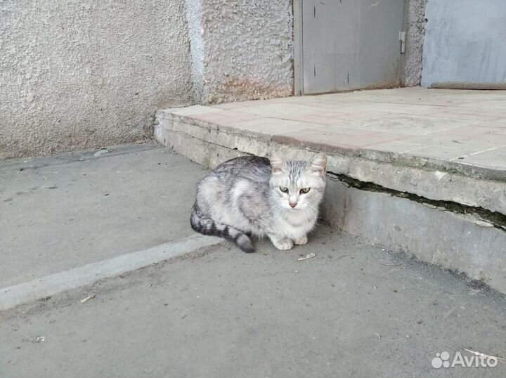 Кошки в добрые руки