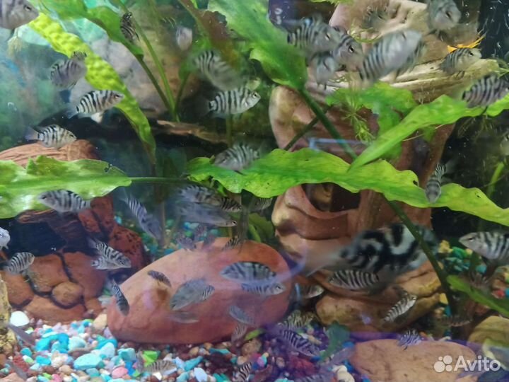 Цыхлиды и цыхлазомы