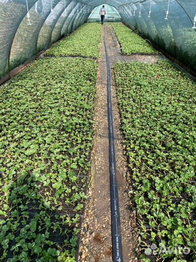 Рассада клубники